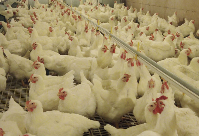 gestion des reproducteurs de poules pondeuses