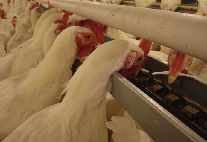 gestion des reproducteurs de poules pondeuses