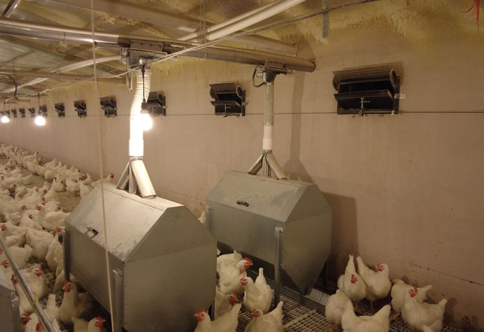 gestion des reproducteurs de poules pondeuses