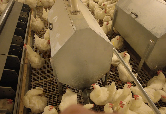 gestion des reproducteurs de poules pondeuses