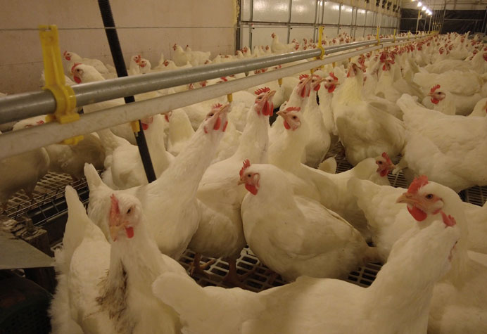 gestion des reproducteurs de poules pondeuses