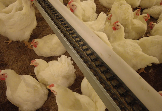 gestion des reproducteurs de poules pondeuses