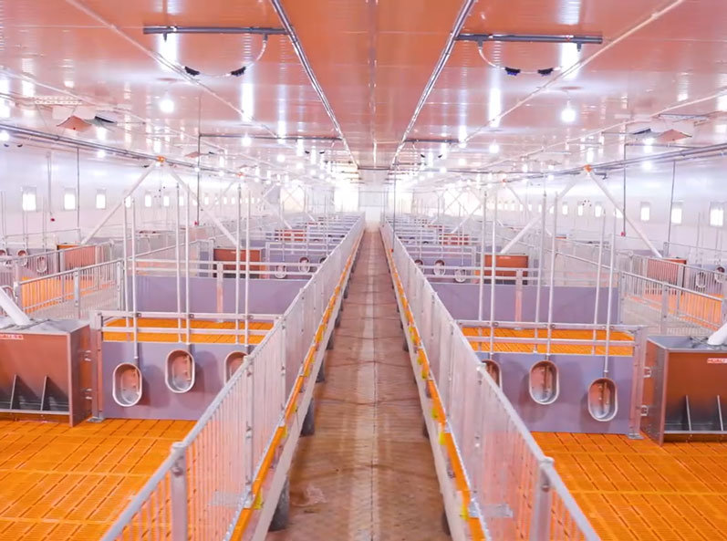 Projet de ferme d'engraissement du Vietnam