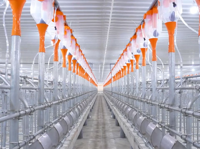 Projet de ferme d'engraissement du Vietnam