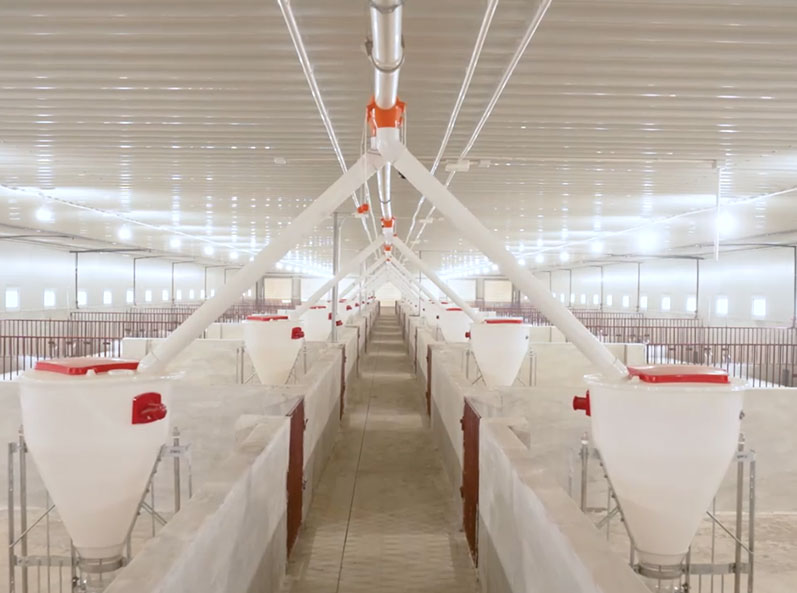 Projet de ferme d'engraissement du Vietnam