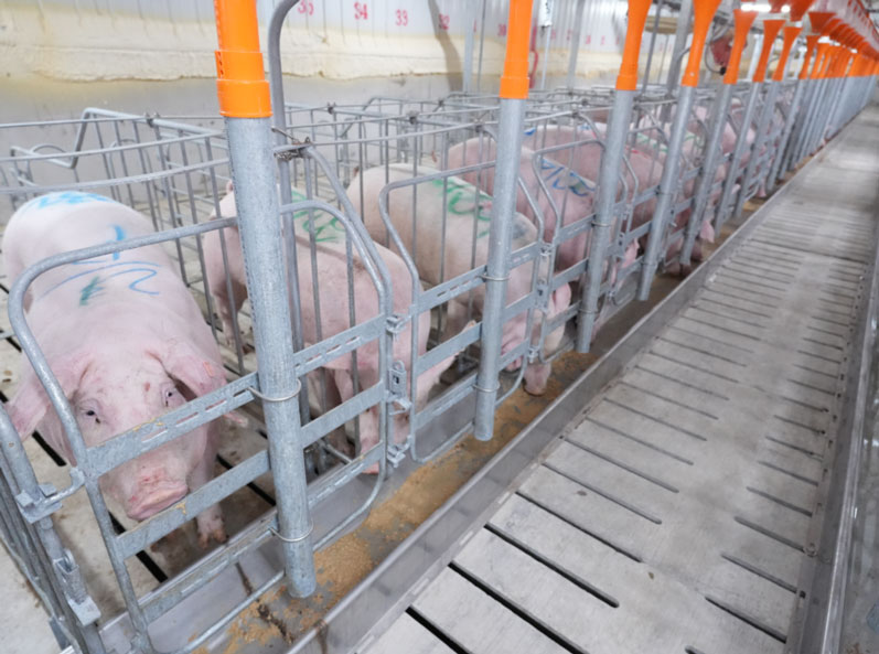 Ferme d'engraissement Keyou Qianqi