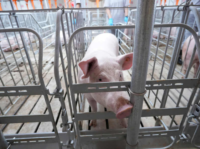 Ferme d'engraissement Keyou Qianqi