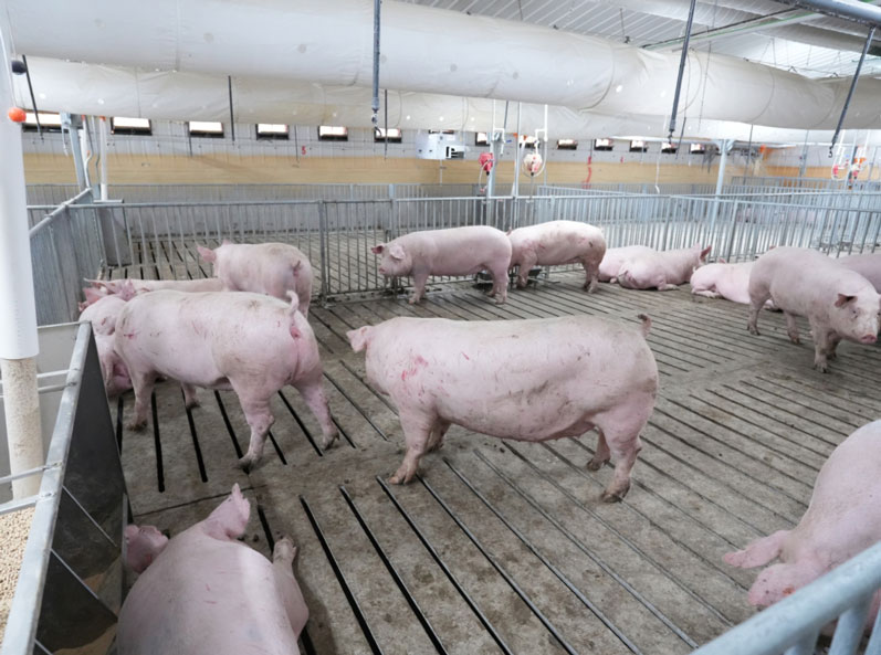 Ferme d'engraissement Keyou Qianqi