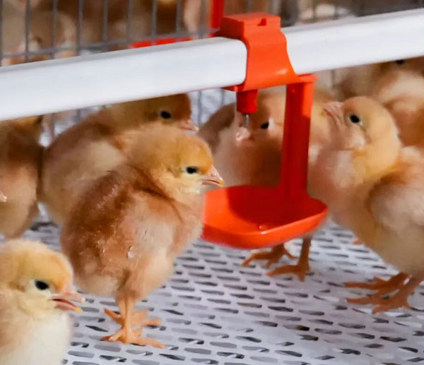 Courage, &eacute;leveurs ! Alors que l'aube se l&egrave;ve, nous atteindrons enfin le ciel