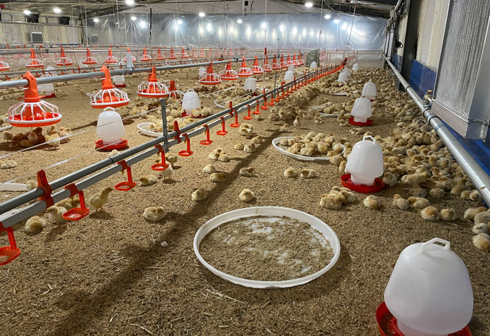 Gestion des salles de cuisson des poulets