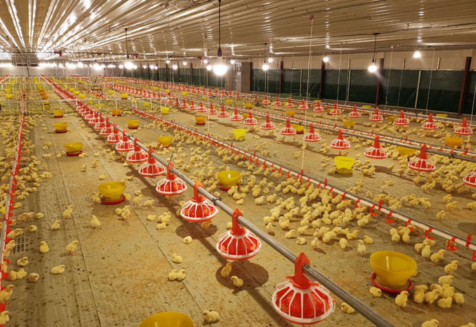 Gestion des salles de cuisson des poulets