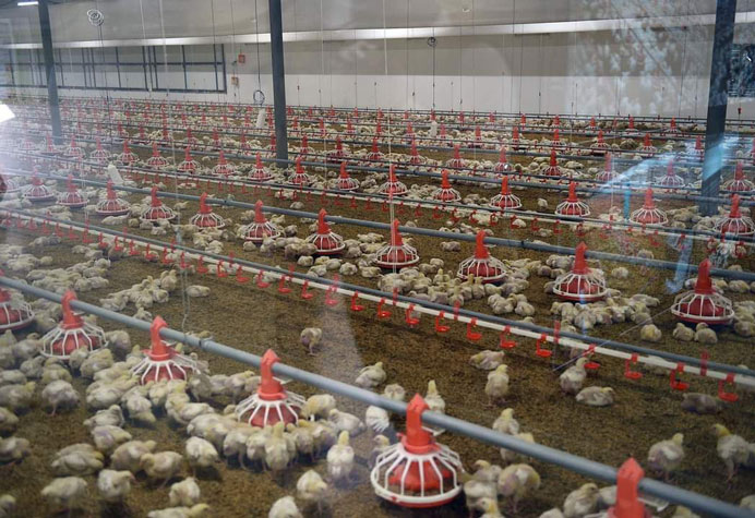 Gestion des salles de cuisson des poulets