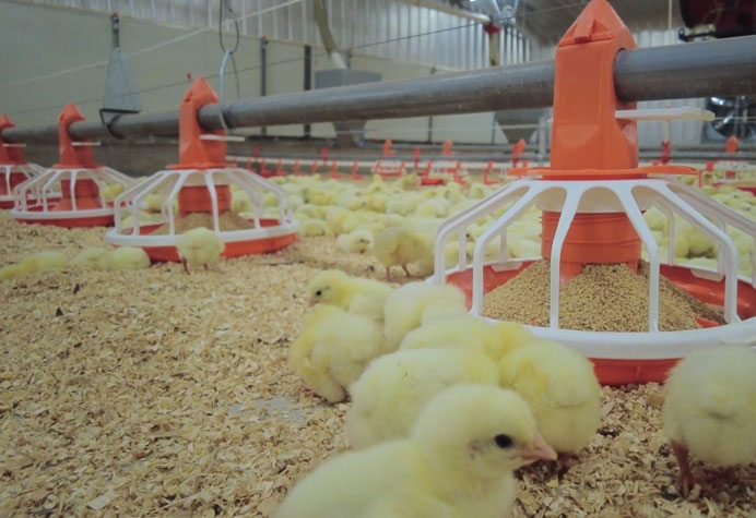 Gestion des salles de cuisson des poulets