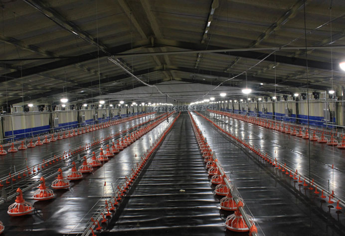 Gestion des salles de cuisson des poulets
