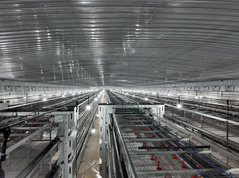 Projet d'&eacute;levage de poules pondeuses de Guigang Tongfa, couvrant l'ensemble de la cha&icirc;ne industrielle et comprenant 3,6 millions de volailles