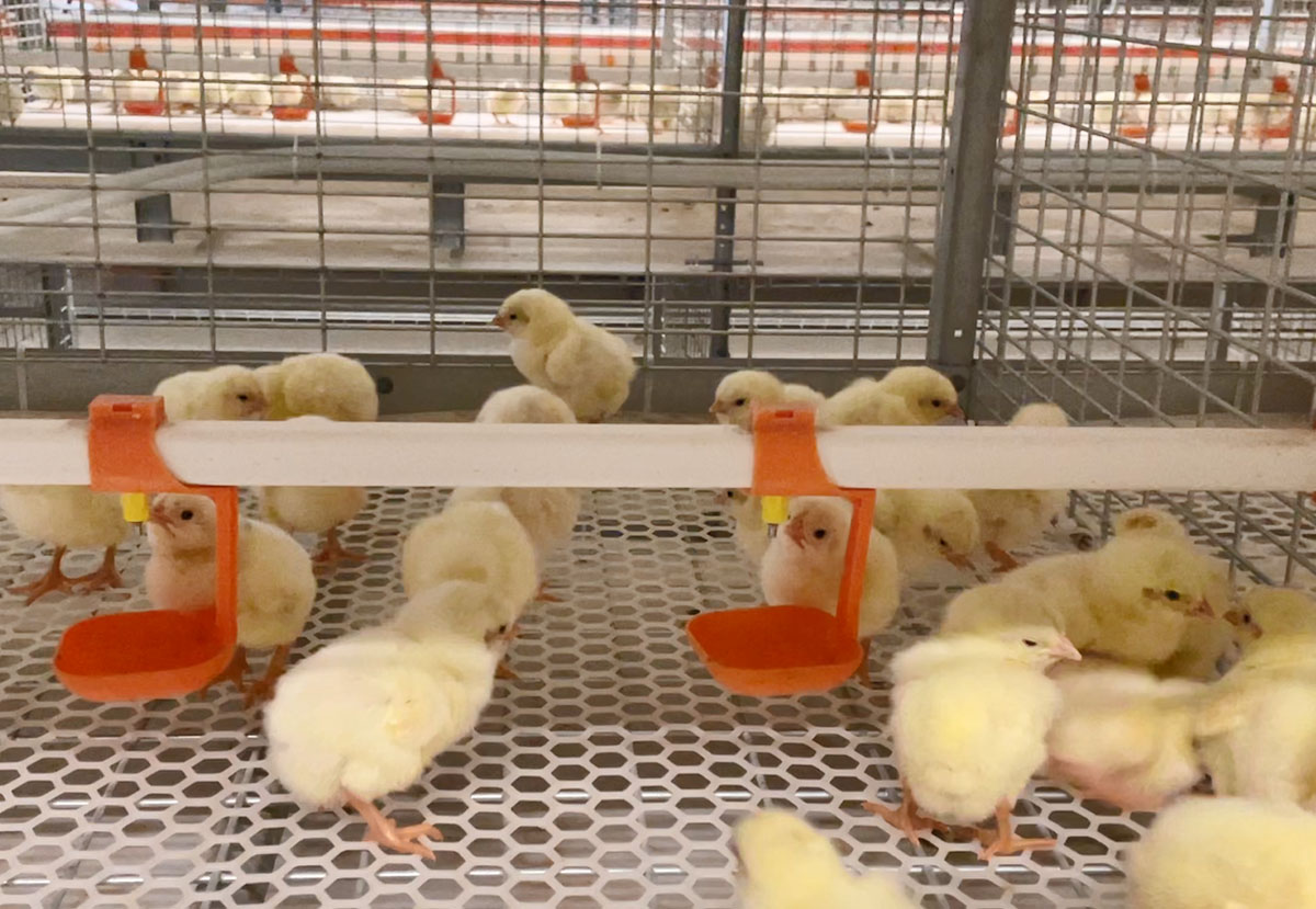cage &agrave; poulets de chair