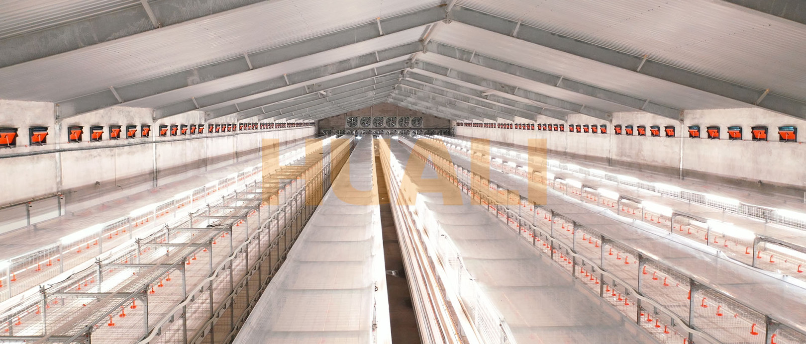 Projet d'&eacute;levage en cage de poulets de chair du Shandong
