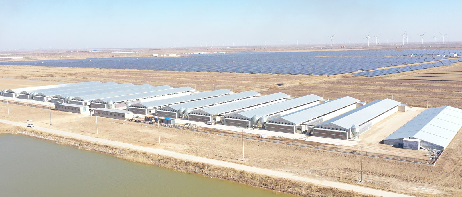 Projet d'&eacute;levage en cage de poulets de chair du Shandong