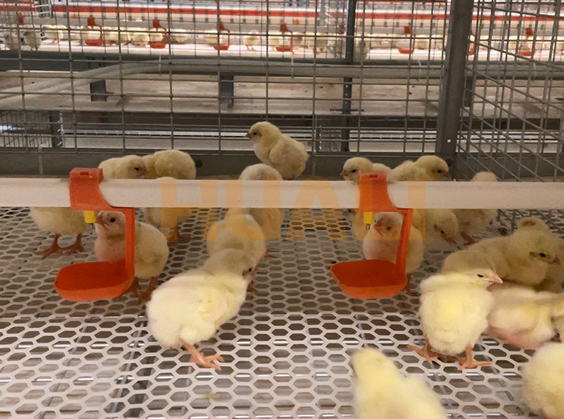 Projet d'&eacute;levage en cage de poulets de chair du Shandong