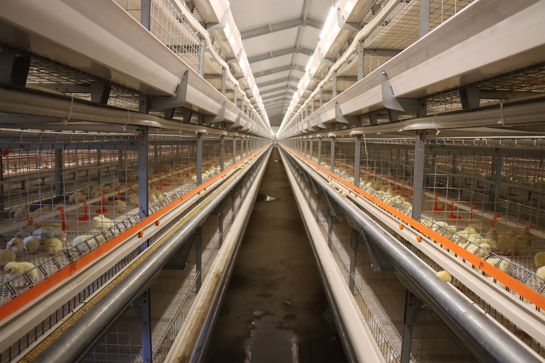 Projet d'&eacute;levage en cage de poulets de chair du Shandong