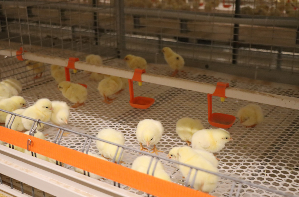 Projet d'&eacute;levage en cage de poulets de chair du Shandong