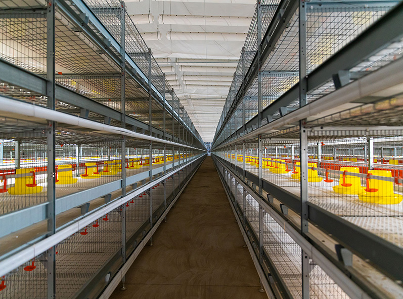 Projet d'&eacute;levage en cage de poulets de chair Fuxin Shuanghui