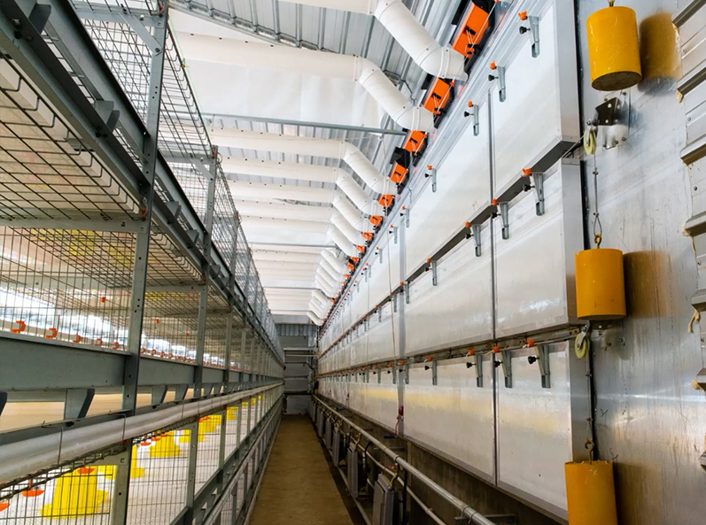 Projet d'&eacute;levage en cage de poulets de chair Fuxin Shuanghui