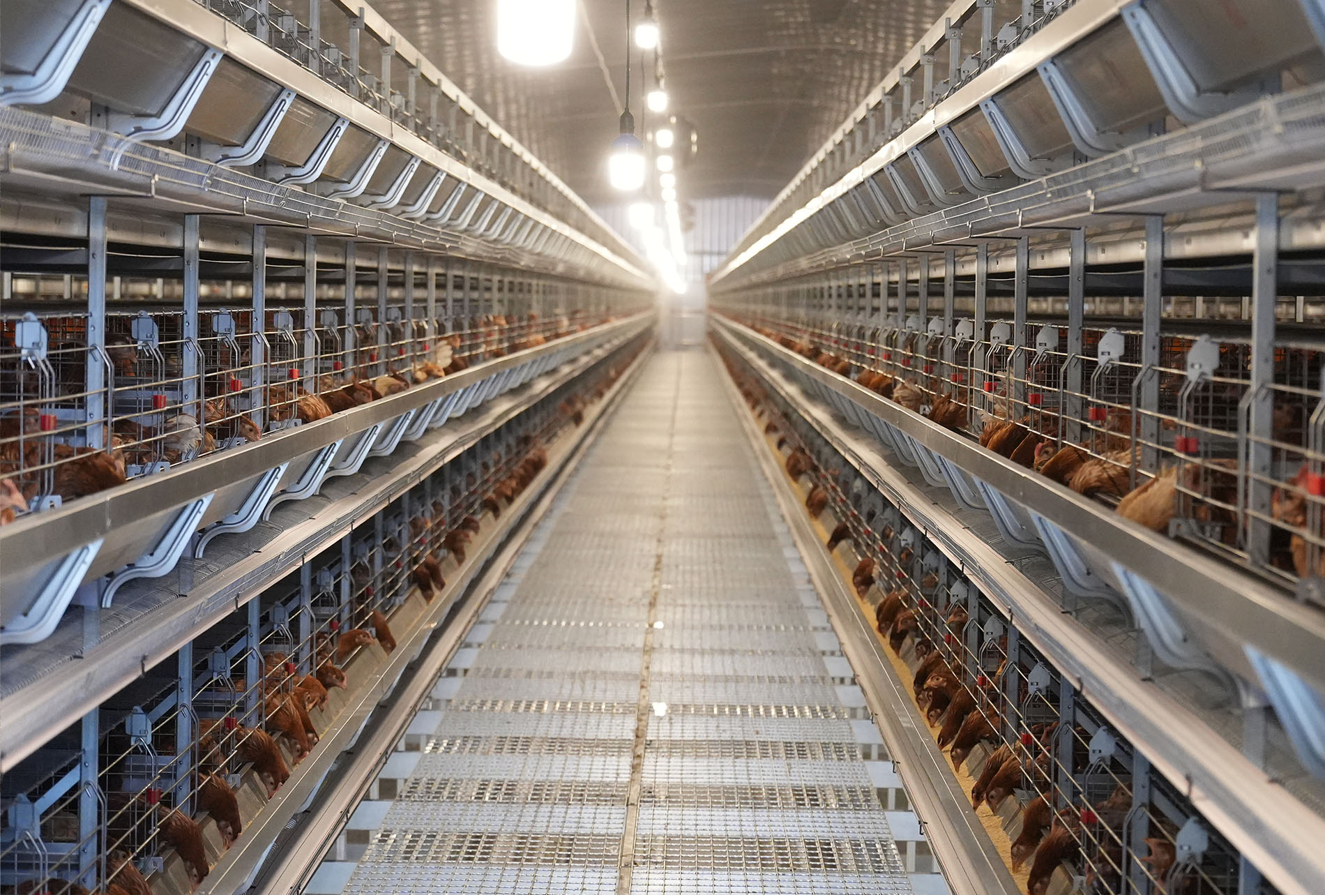 Projet d'&eacute;levage de pondeuses &agrave; cha&icirc;ne industrielle compl&egrave;te de 3,6 millions d'oiseaux &agrave; Guigang Tongfa